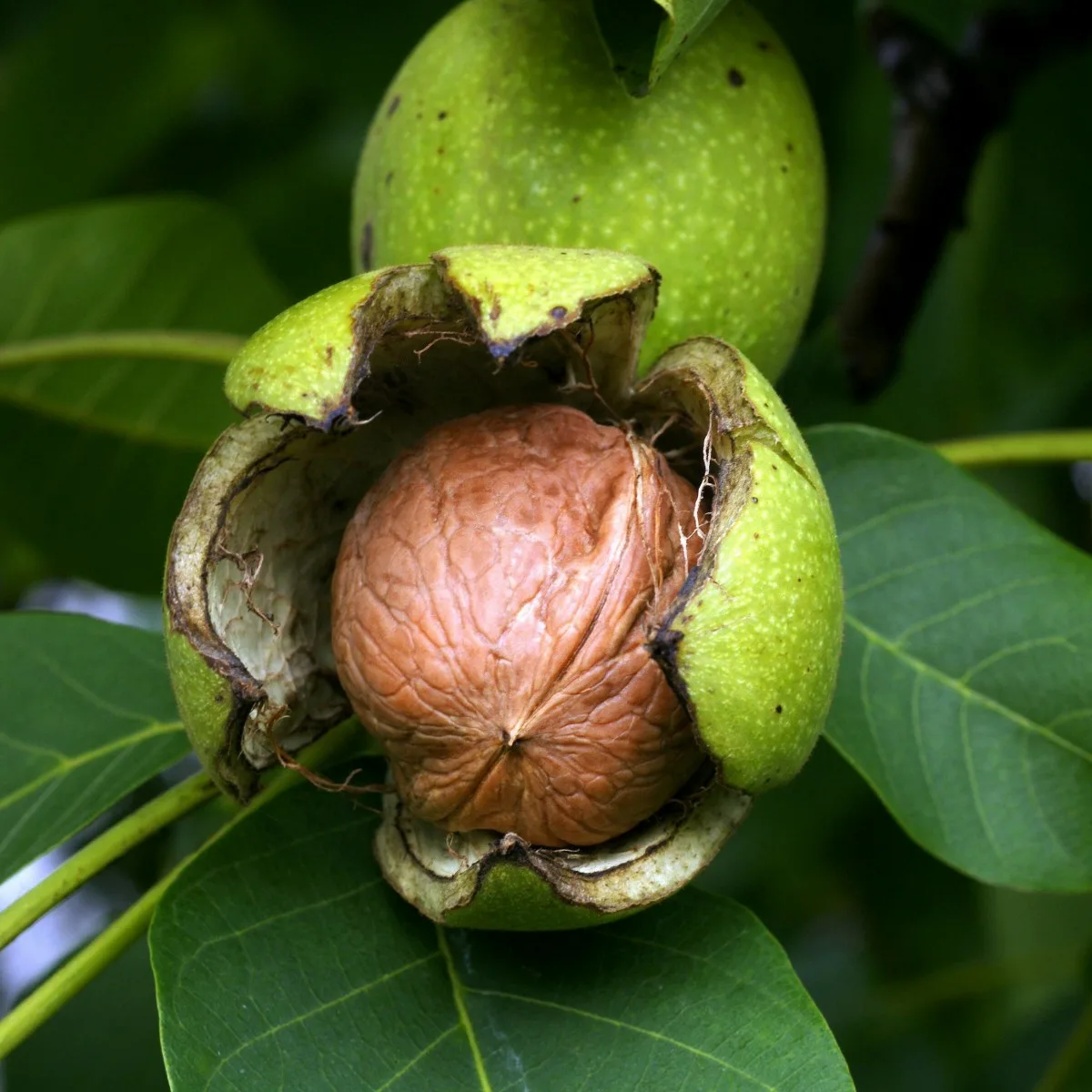 Описание изображения